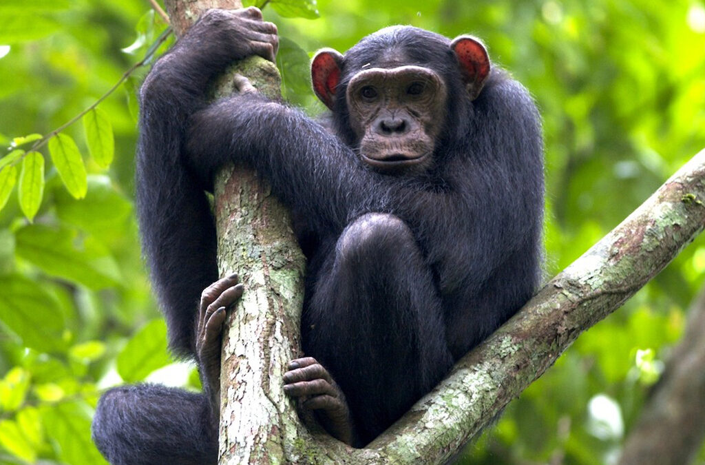 The Pros and Cons of Chimpanzee Trekking in Uganda