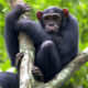 The Pros and Cons of Chimpanzee Trekking in Uganda