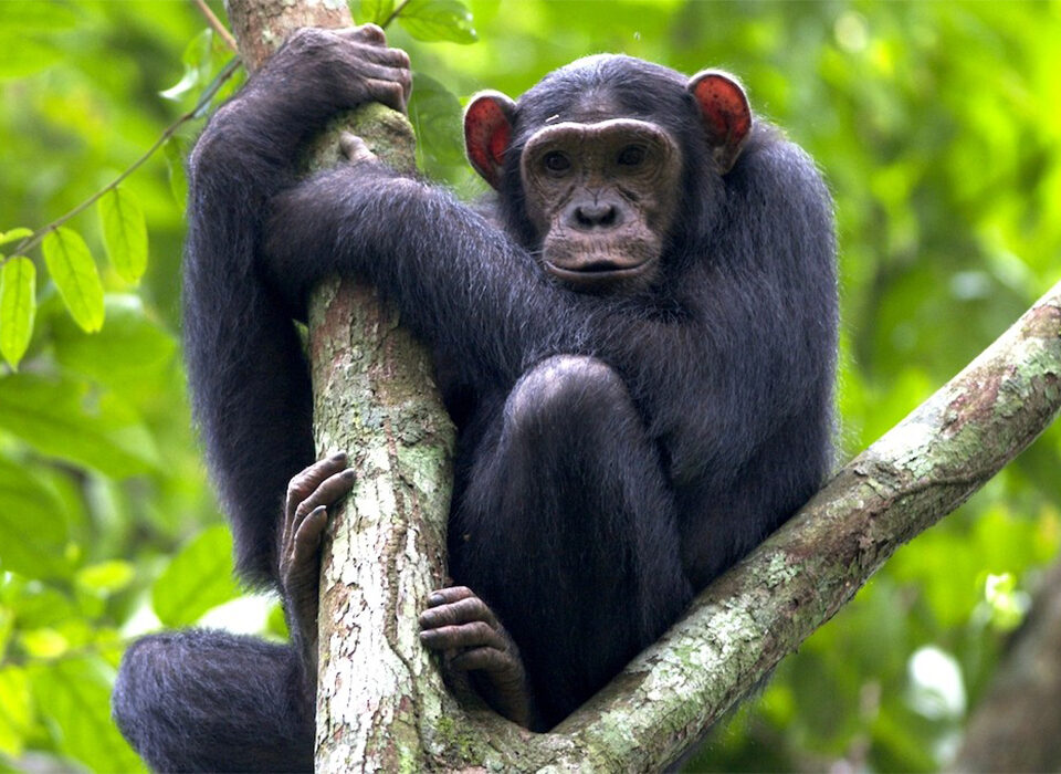 The Pros and Cons of Chimpanzee Trekking in Uganda