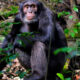 Chimpanzee Trekking in Uganda and Rwanda Which Is Better?