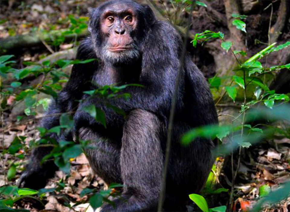 Chimpanzee Trekking in Uganda and Rwanda Which Is Better?