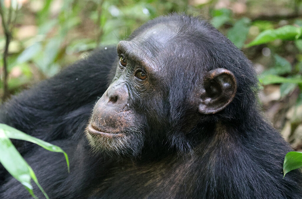 Chimpanzee trekking Uganda vs Rwanda