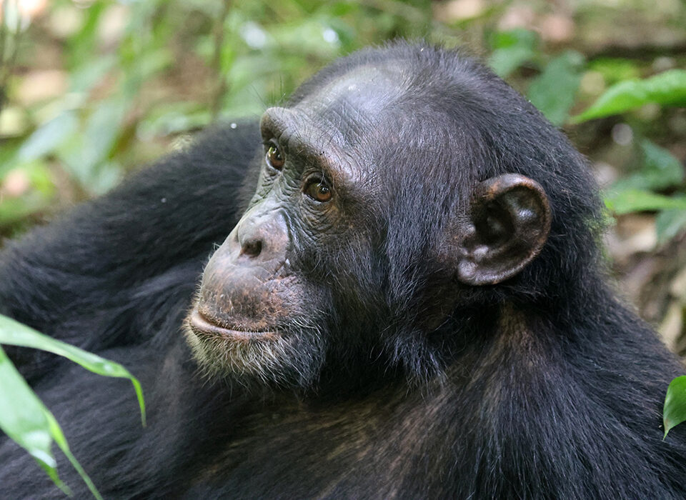 Chimpanzee trekking Uganda vs Rwanda