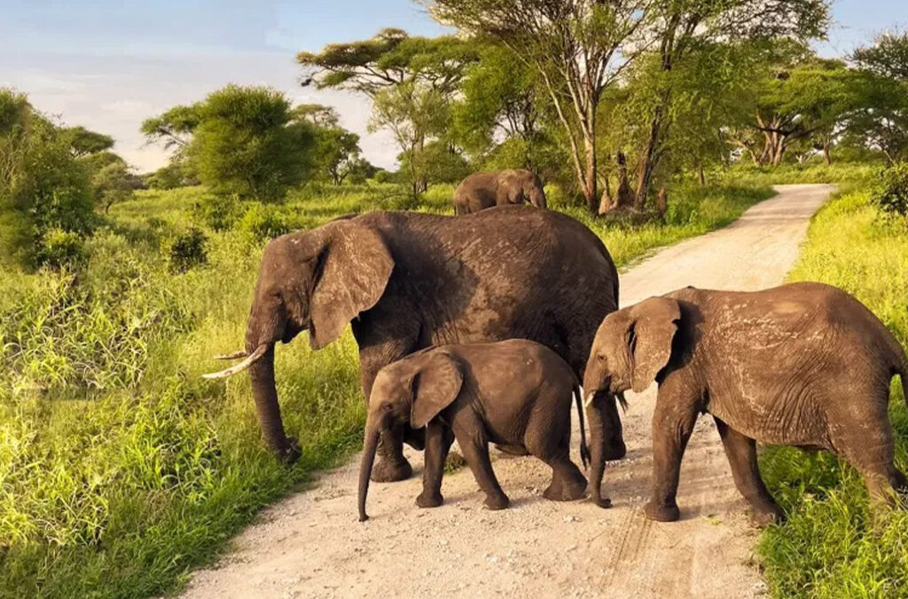 Tarangire National Park: The Soul of Tanzania’s Wild