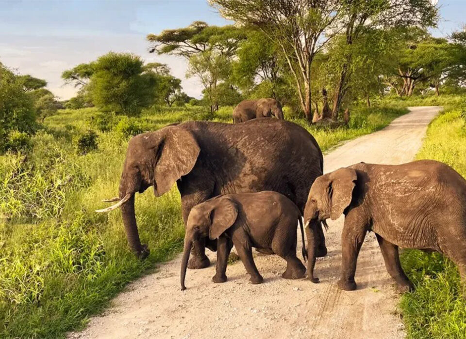 Tarangire National Park: The Soul of Tanzania’s Wild