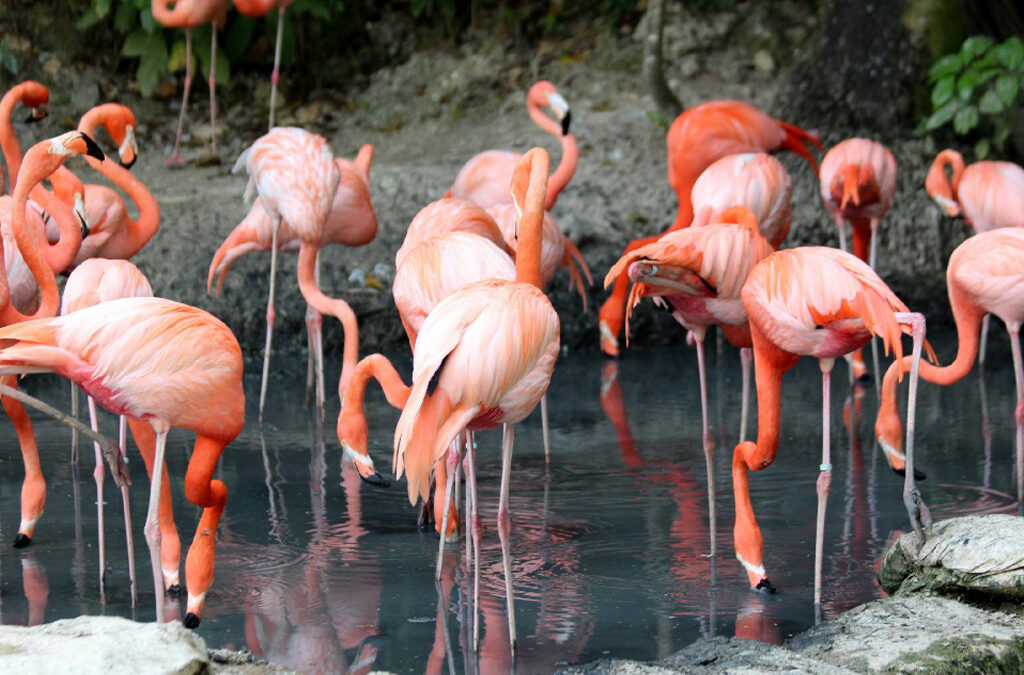 What Is Lake Nakuru National Park in Kenya Best Known For?