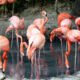 What Is Lake Nakuru National Park in Kenya Best Known For?