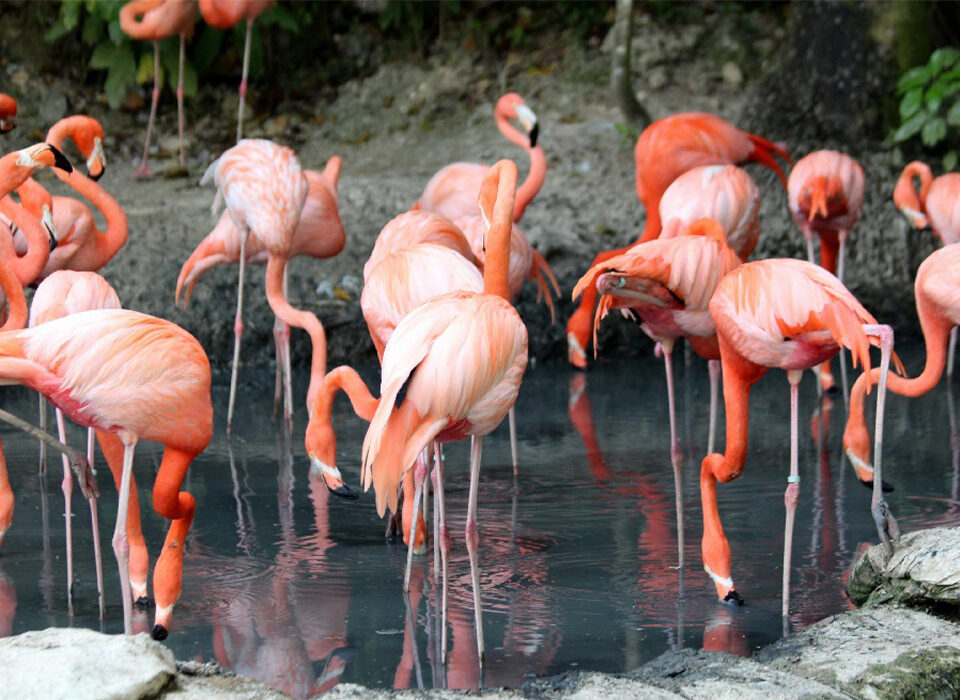 What Is Lake Nakuru National Park in Kenya Best Known For?