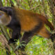 Mistakes to Avoid When Booking Golden Monkey Permits in Uganda and Rwanda