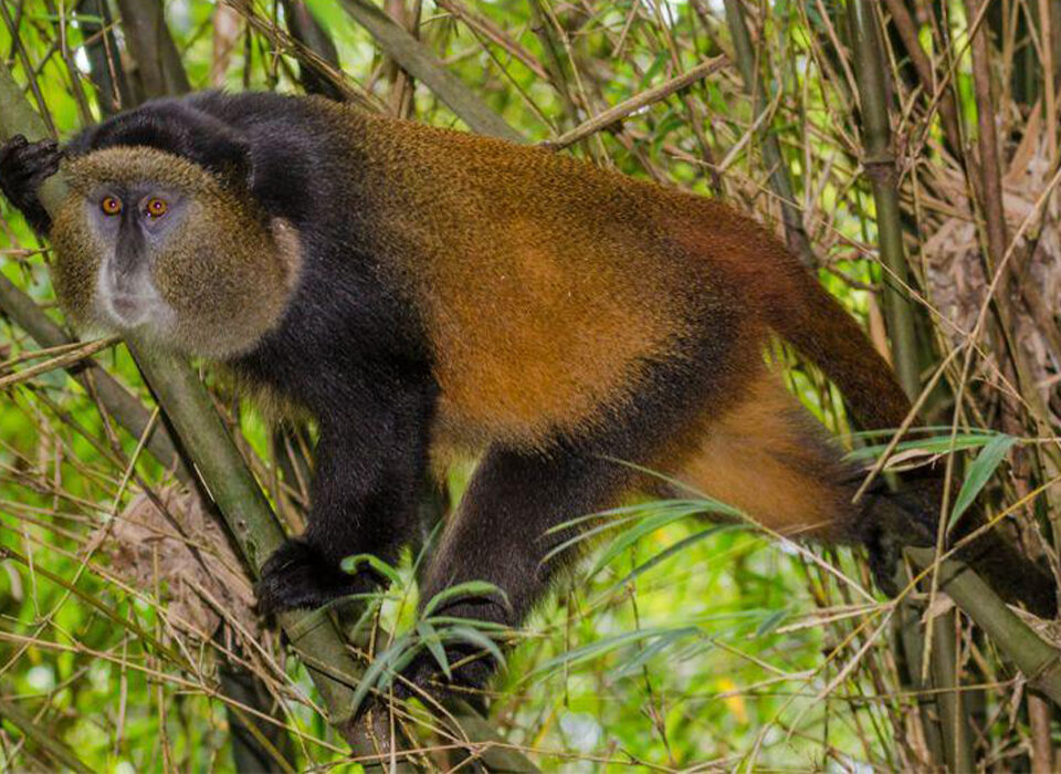 Mistakes to Avoid When Booking Golden Monkey Permits in Uganda and Rwanda