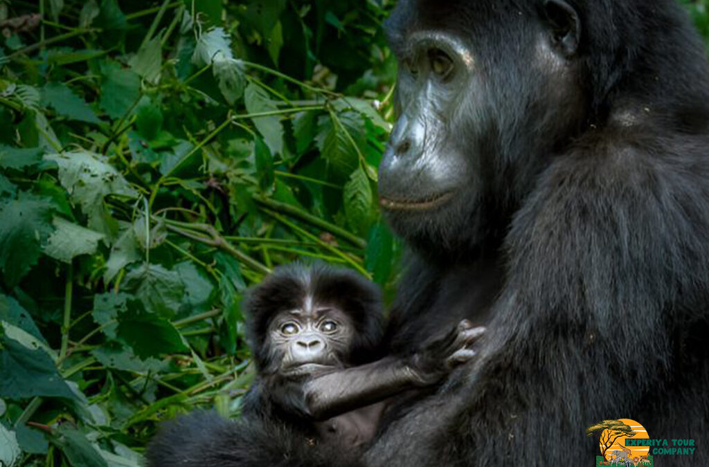 Luxury Gorilla Trekking Safaris and Tours in Uganda