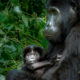 Luxury Gorilla Trekking Safaris and Tours in Uganda