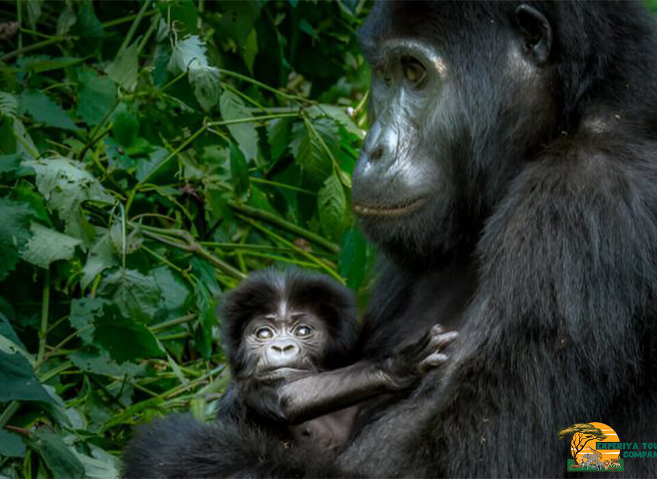 Luxury Gorilla Trekking Safaris and Tours in Uganda