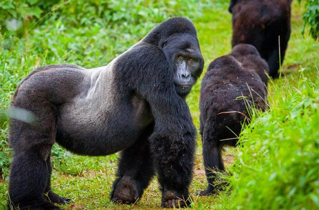 What Is the Difference Between Gorilla Trekking and Gorilla Tracking?