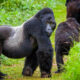 What Is the Difference Between Gorilla Trekking and Gorilla Tracking?
