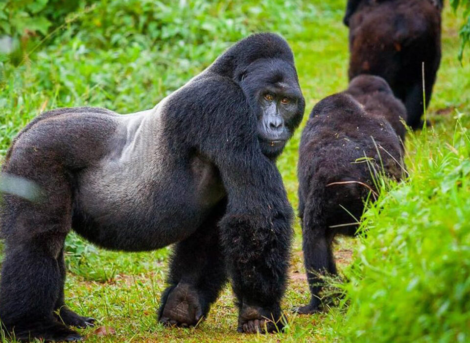 What Is the Difference Between Gorilla Trekking and Gorilla Tracking?