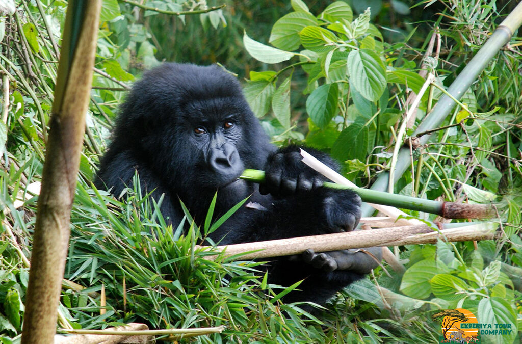 Gorilla Habituation Safari Starting from Entebbe