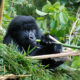 Gorilla Habituation Safari Starting from Entebbe