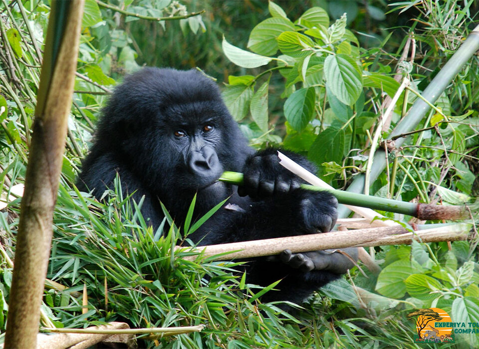 Gorilla Habituation Safari Starting from Entebbe