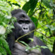 How Is Gorilla Trekking in the Nkuringo Sector?