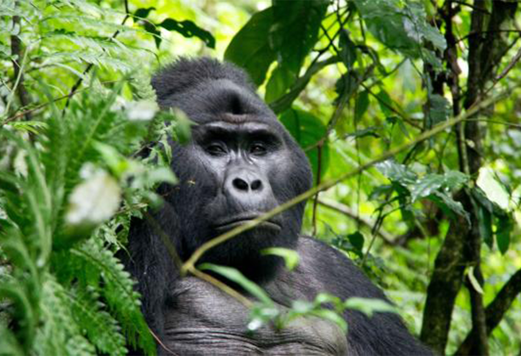 How Is Gorilla Trekking in the Nkuringo Sector?