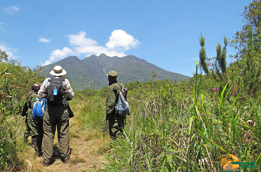 Climbing the Virunga Volcanoes in Mgahinga Gorilla National Park