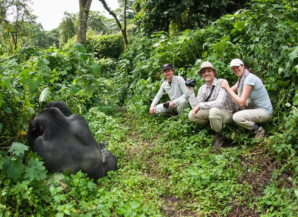 How to Book Rushaga Gorilla Habituation Permits