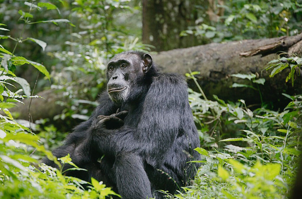 How to add chimpanzee trekking to a gorilla Uganda trip