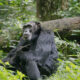 How to add chimpanzee trekking to a gorilla Uganda trip