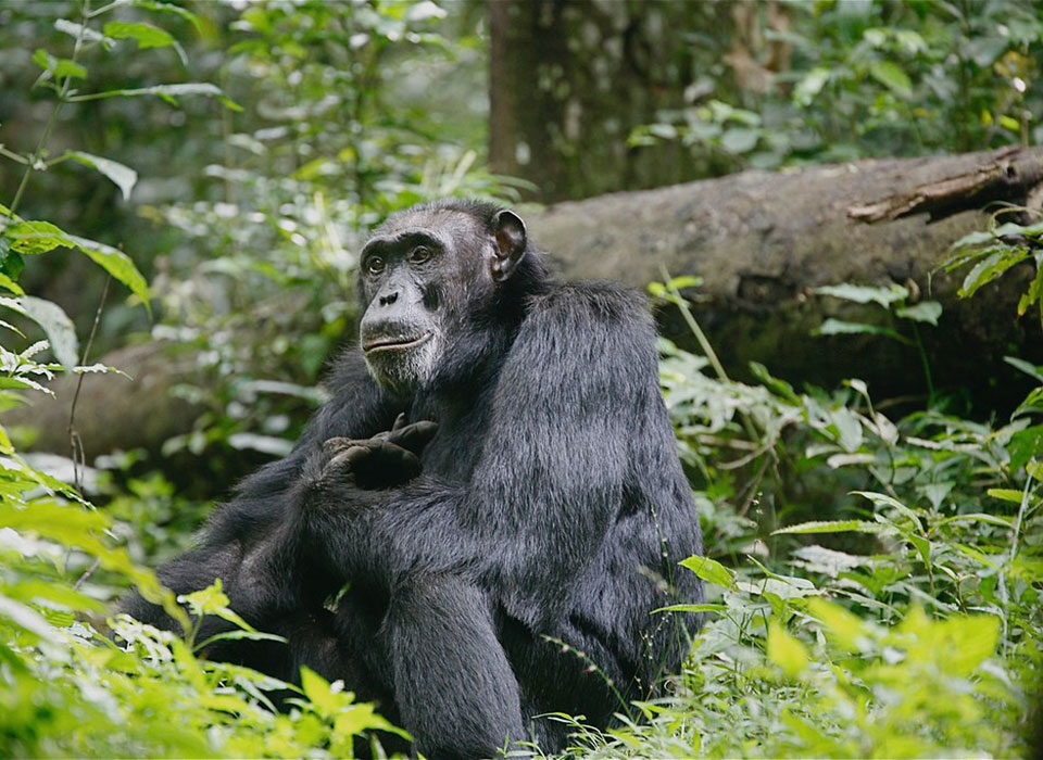 How to add chimpanzee trekking to a gorilla Uganda trip