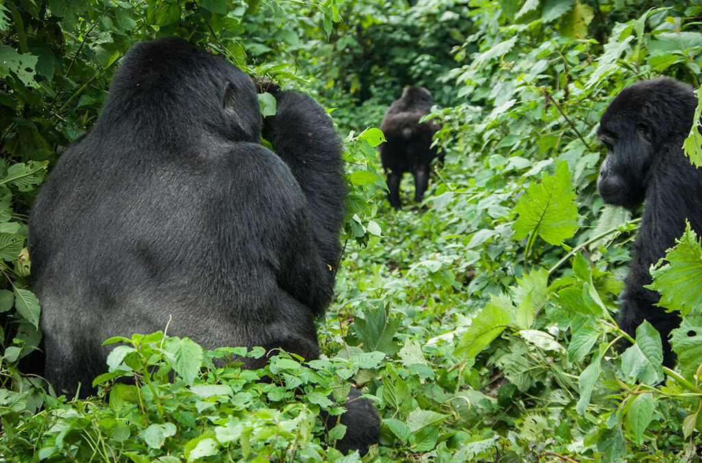 Ideal Itinerary Length for a Uganda Gorilla Safari