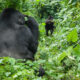 Ideal Itinerary Length for a Uganda Gorilla Safari