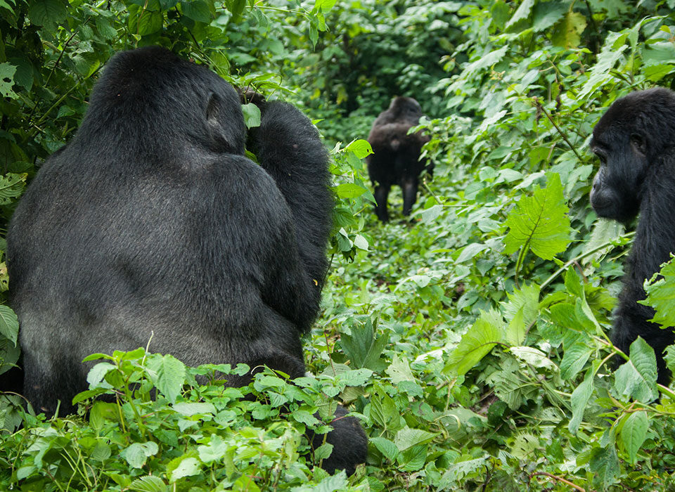 Ideal Itinerary Length for a Uganda Gorilla Safari