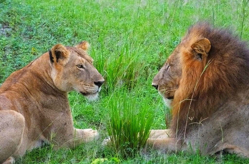 The Ideal Time to See Lions in Uganda