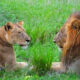 The Ideal Time to See Lions in Uganda