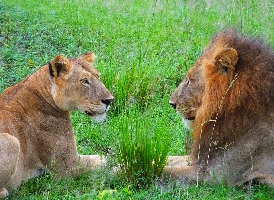 The Ideal Time to See Lions in Uganda