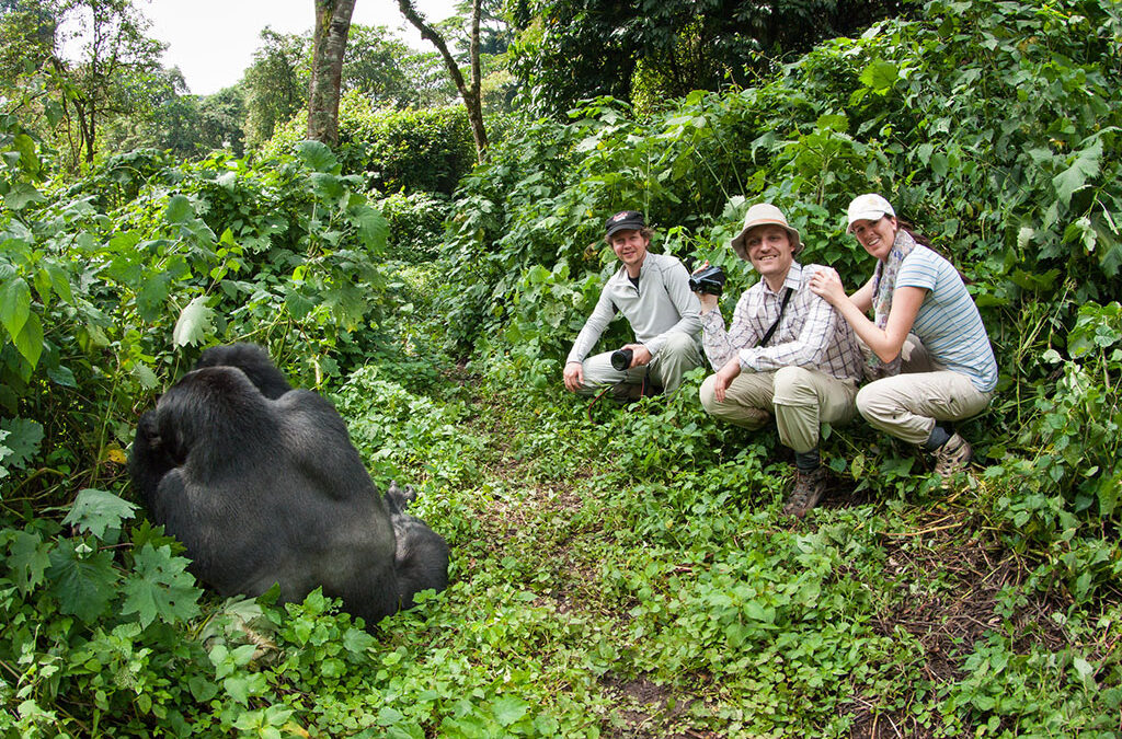 Is Gorilla Trekking in Uganda Worth the High Permit Cost