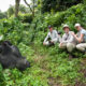 Is Gorilla Trekking in Uganda Worth the High Permit Cost