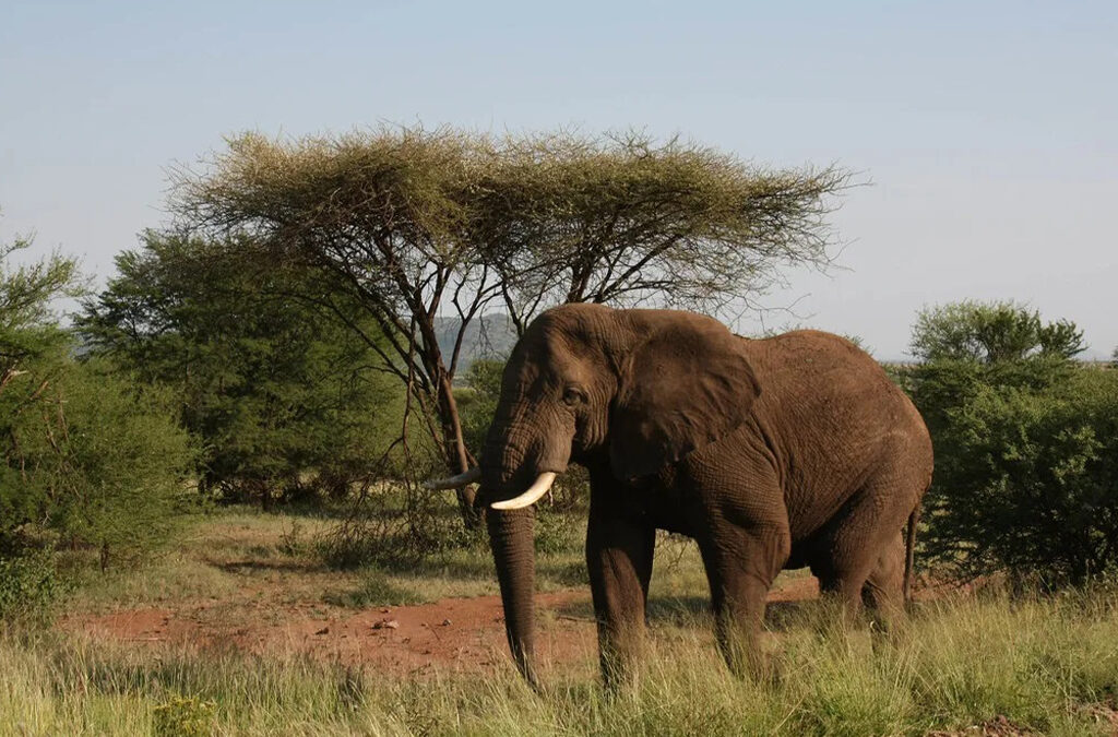 How to Experience Kilimanjaro Safaris in Style