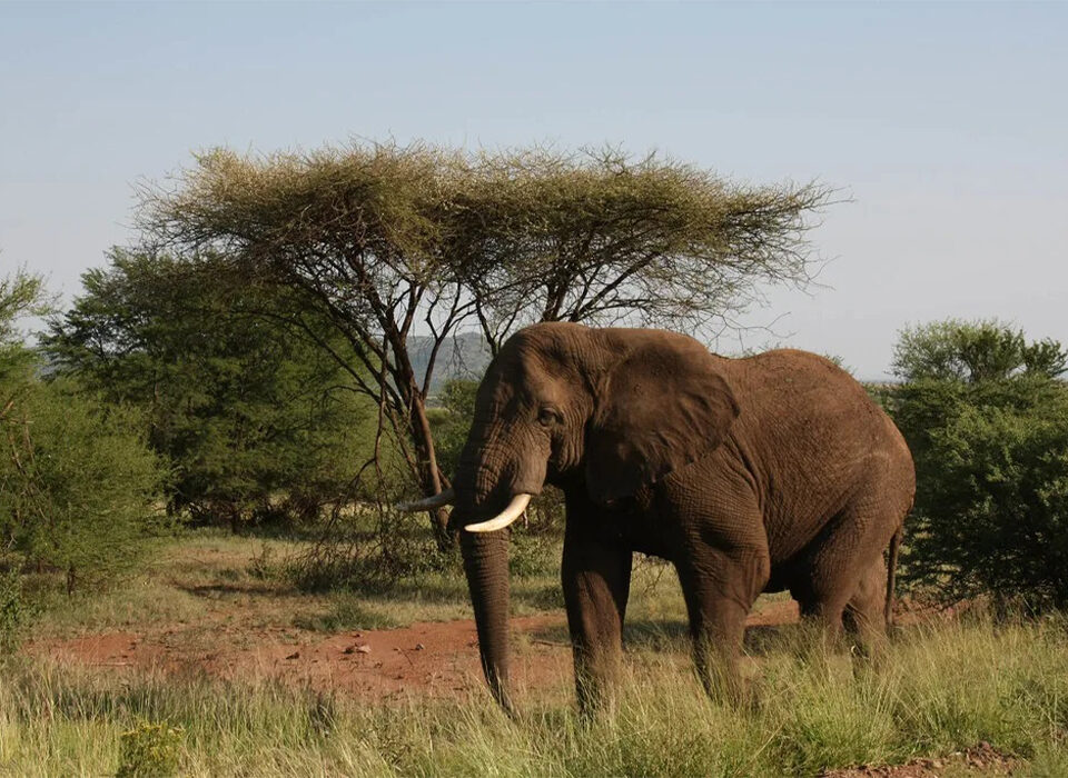 How to Experience Kilimanjaro Safaris in Style