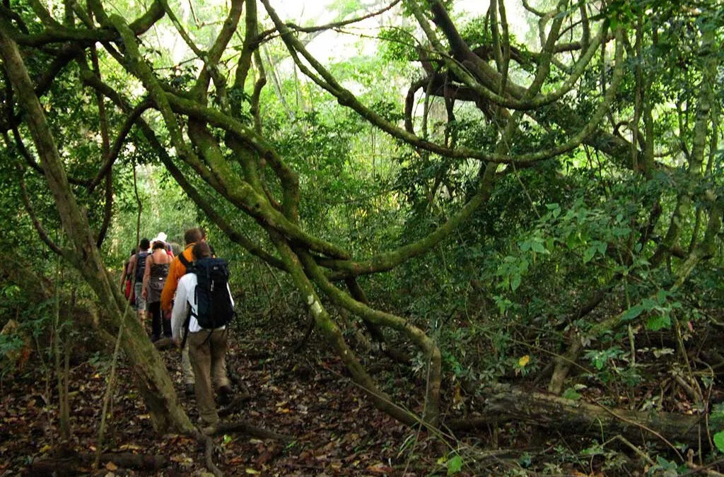 Kyambura Gorge vs Kalinzu Forest – The Ultimate Chimpanzee Trekking Guide