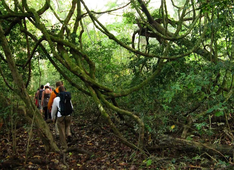 Kyambura Gorge vs Kalinzu Forest – The Ultimate Chimpanzee Trekking Guide