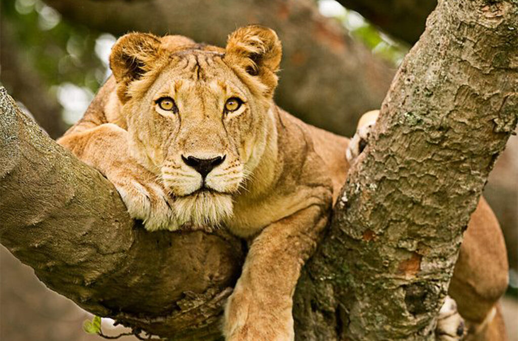 Tree-Climbing Lions in the Masai Mara