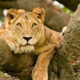 Tree-Climbing Lions in the Masai Mara