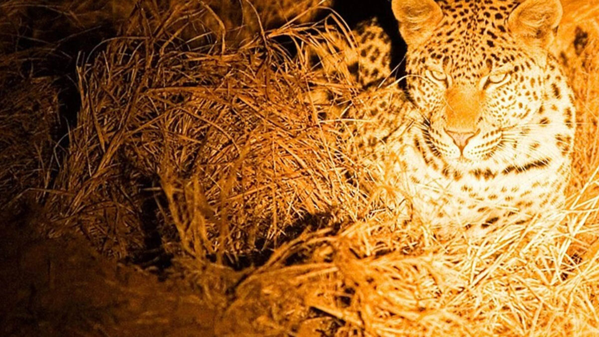 Night Game Drives in Queen Elizabeth National Park