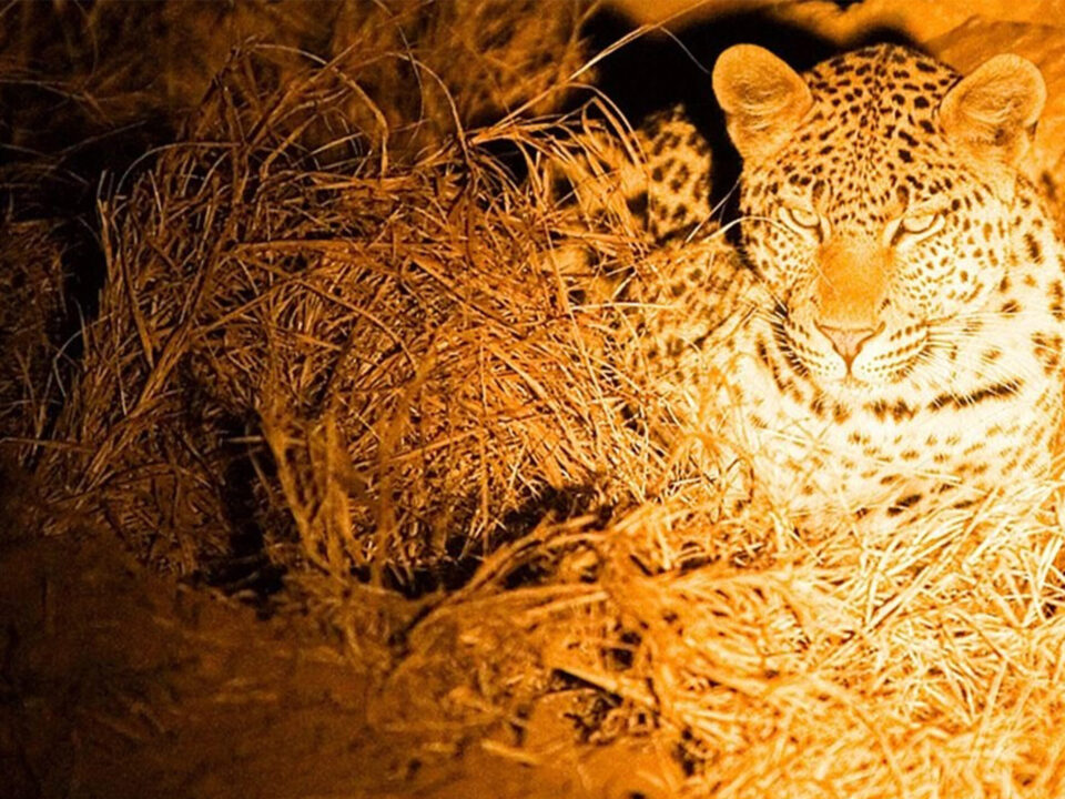 Night Game Drives in Queen Elizabeth National Park