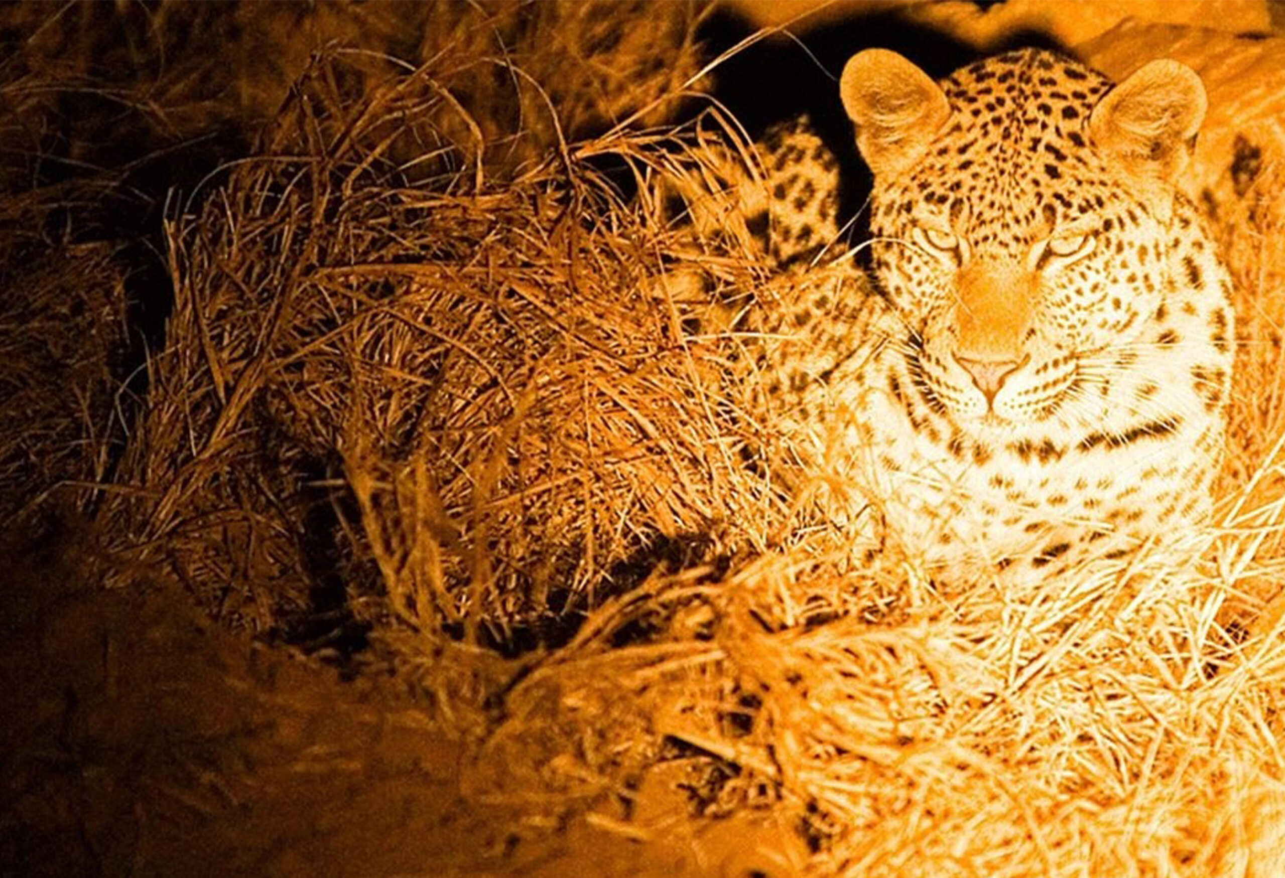 Night Game Drives in Queen Elizabeth National Park