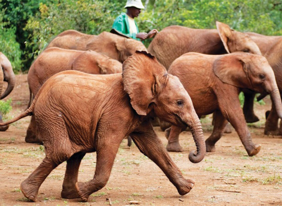 What to Do in Nairobi City: A Complete Travel Guide