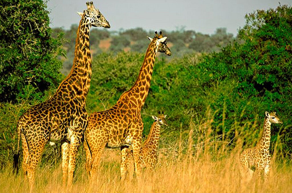 Combining Nyungwe, Volcanoes, and Akagera National Parks