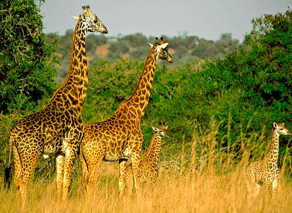 Combining Nyungwe, Volcanoes, and Akagera National Parks